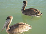 Pelicans